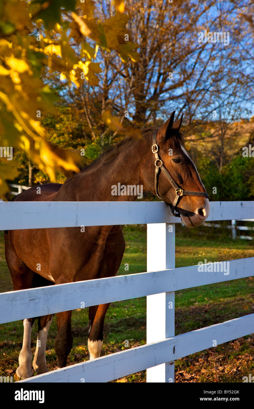 Curioso cavallo lungo un recinto-linea presso un allevamento di cavalli vicino a Woodstock Vermont, USA Foto Stock