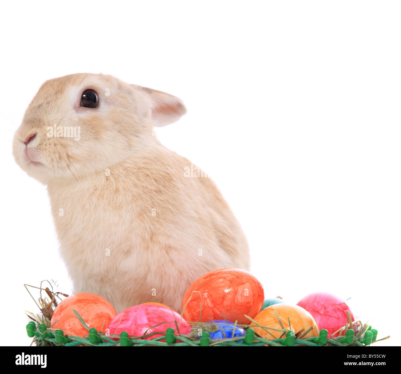 Piccolo grazioso coniglietto di pasqua con uova colorate. Tutto su sfondo bianco. Foto Stock