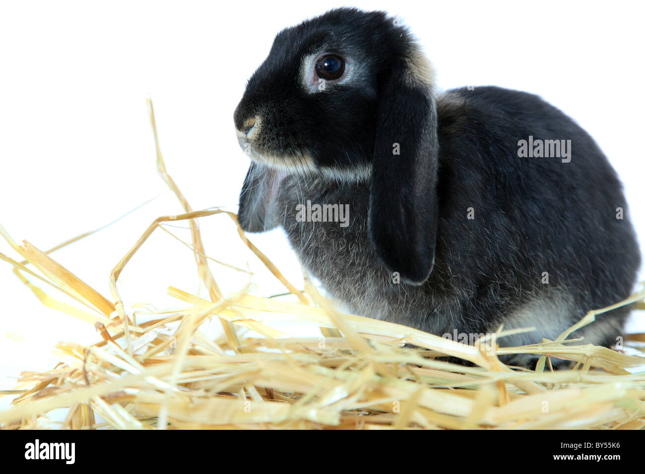Carino piccolo coniglio. Tutto su sfondo bianco. Foto Stock