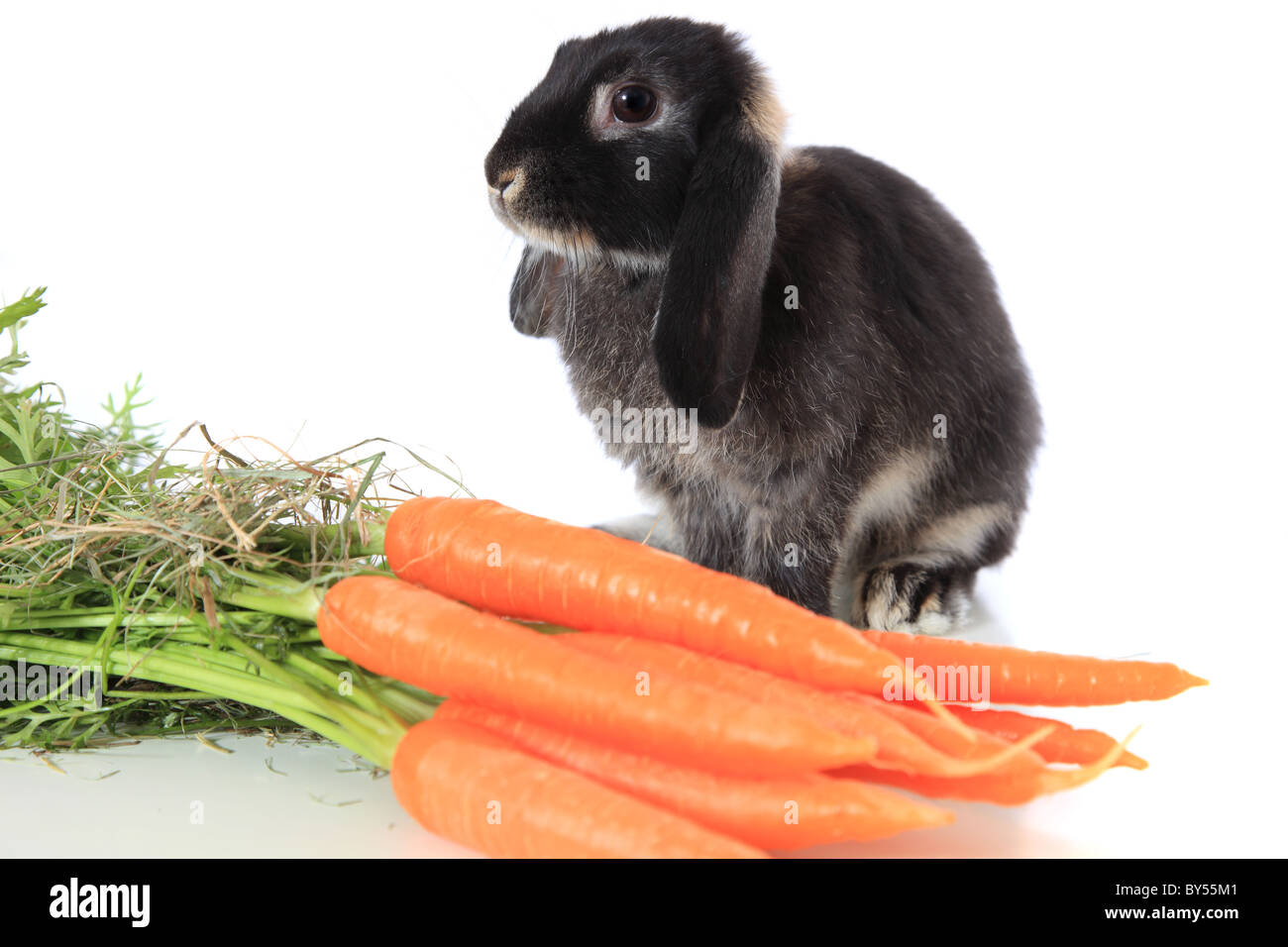 Carino piccolo bunny mangiare le carote fresche. Tutto su sfondo bianco. Foto Stock