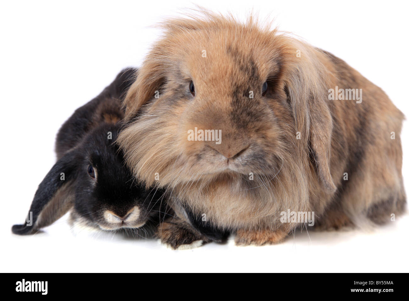 Nero e marrone carino piccolo coniglio. Tutto su sfondo bianco. Foto Stock