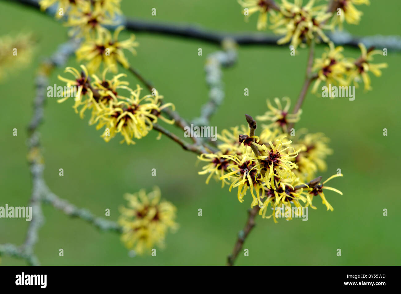 Hamamelis mollis in fiore, Oxford Botanic Garden, Regno Unito Foto Stock