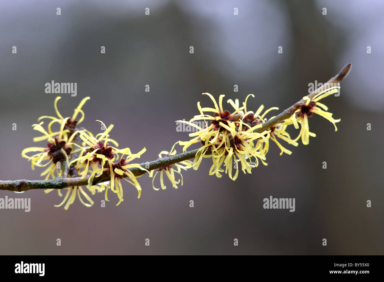 Hamamelis mollis in fiore, Oxford Botanic Garden, Regno Unito Foto Stock