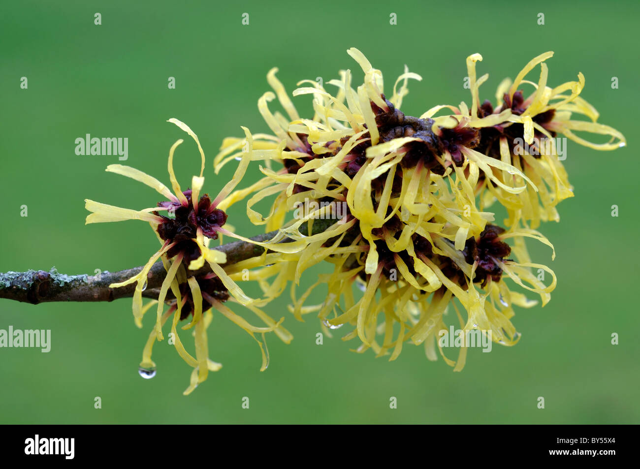 Hamamelis mollis in fiore, Oxford Botanic Garden, Regno Unito Foto Stock