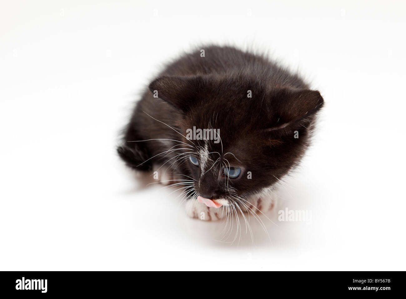 Bambino gatto su sfondo bianco Foto Stock