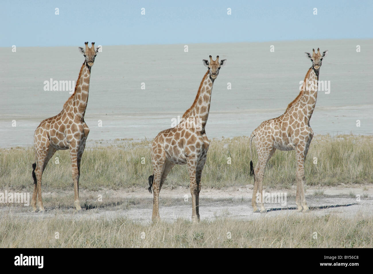 Le giraffe passeggiando dal sale di Etosha Pan, Namibia. Foto Stock