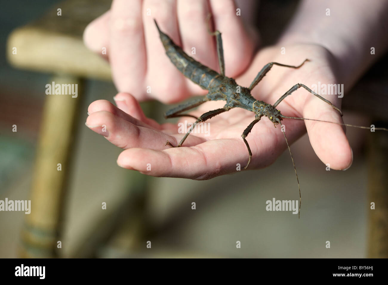 Trachyaretaon Bruekneri, Giant spinosa Stick insetto, tenuto come un animale, con il giovane proprietario. Foto Stock