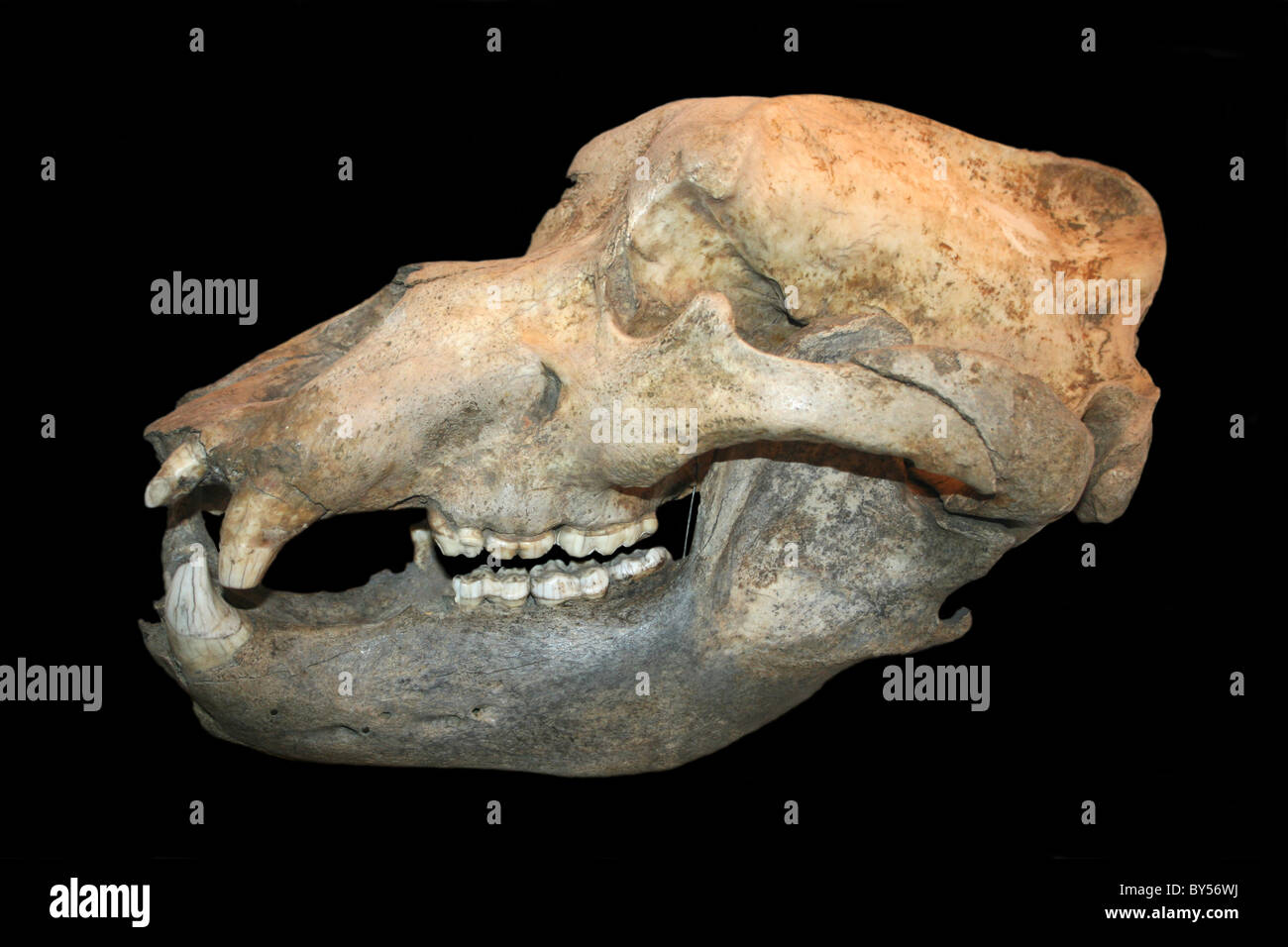 Vista laterale di un orso delle caverne cranio Foto Stock