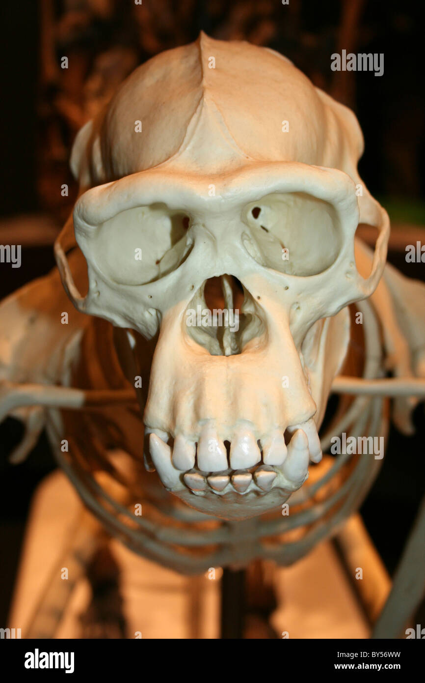 Vista frontale di un cranio di scimpanzé Foto Stock