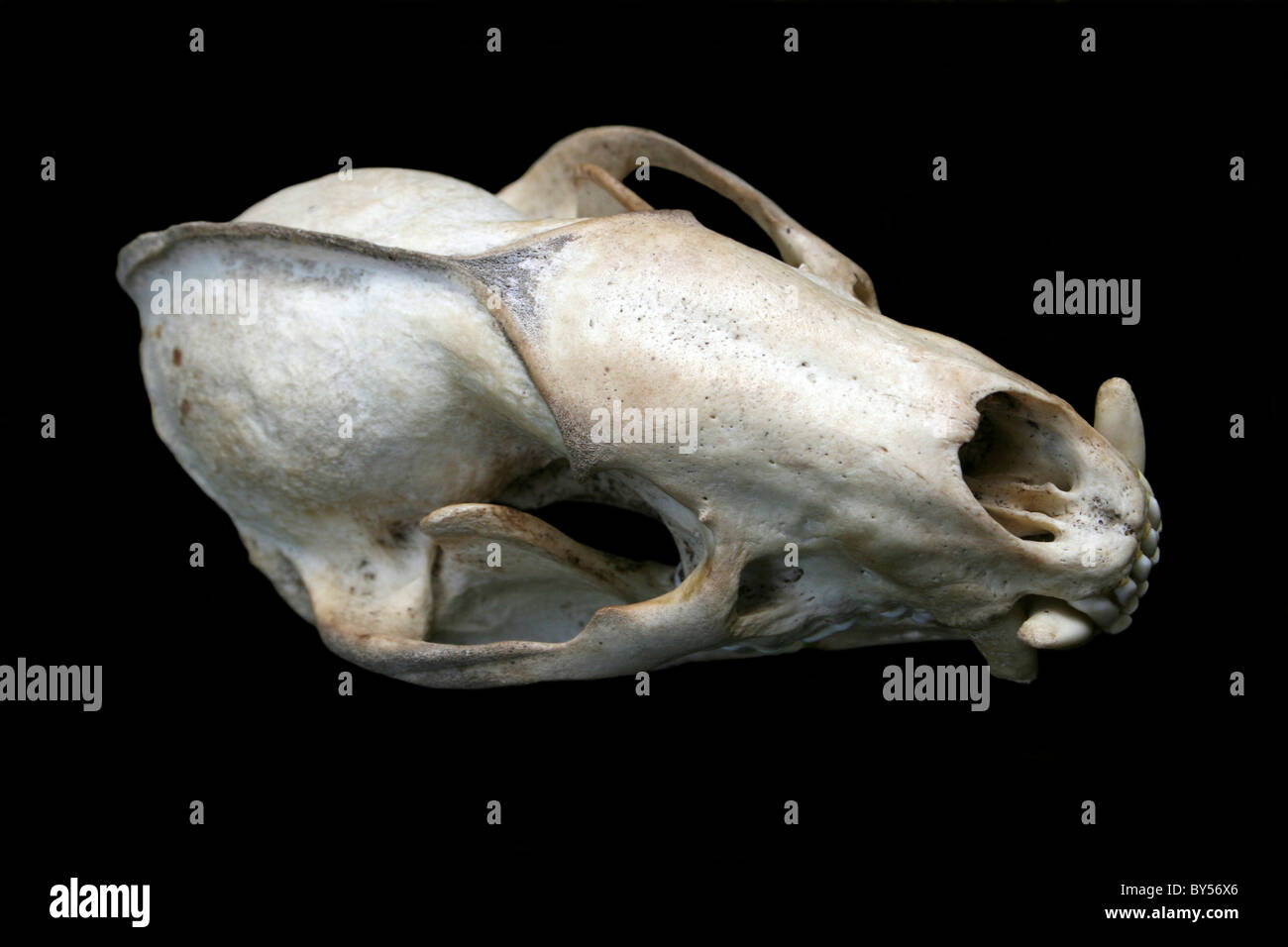 Unione Badger cranio Meles meles su sfondo nero Foto Stock