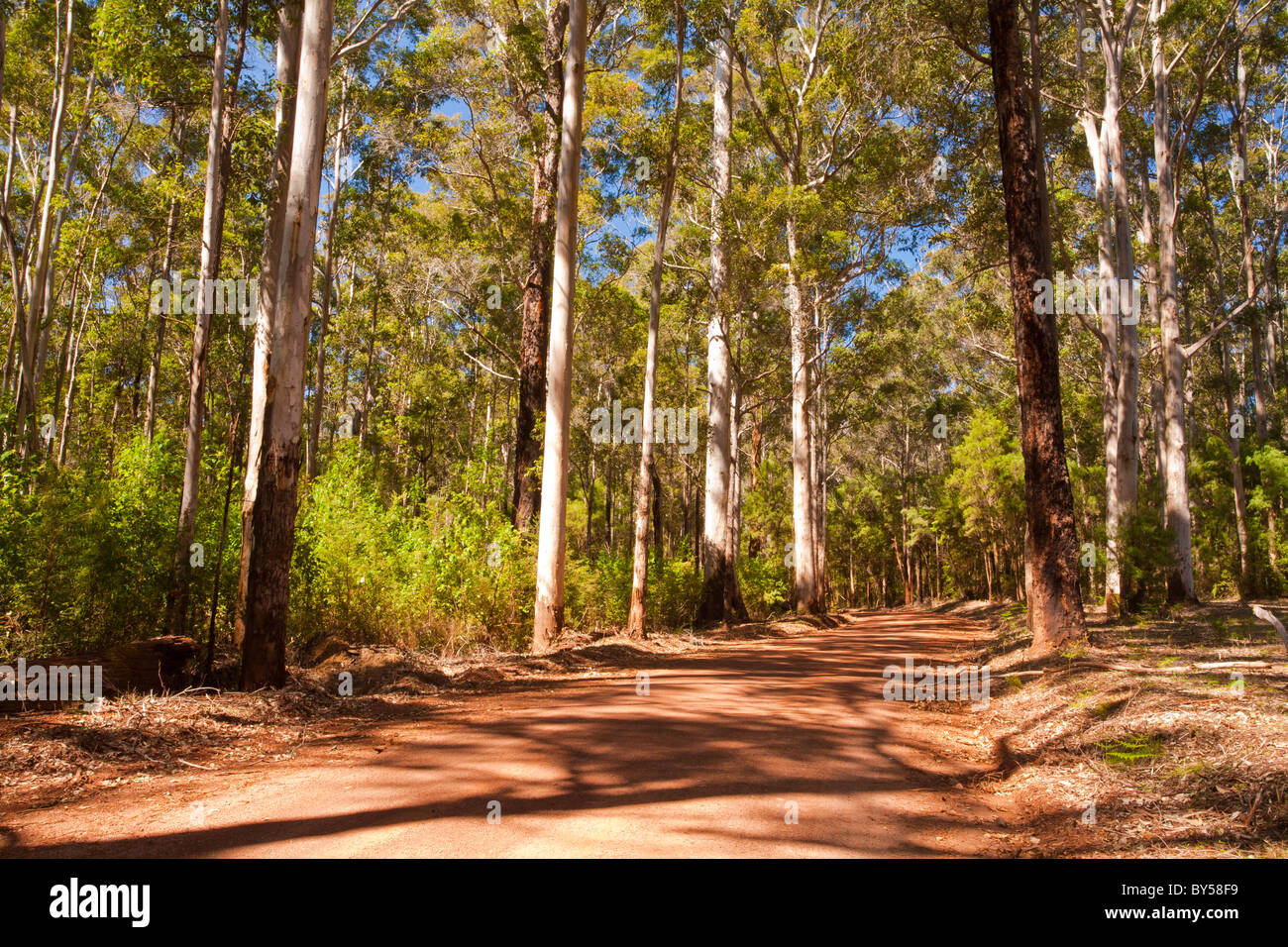 Karri {Eucalyptus diversicolor} forest drive attraverso Warren National Park, Pemberton, Australia occidentale Foto Stock