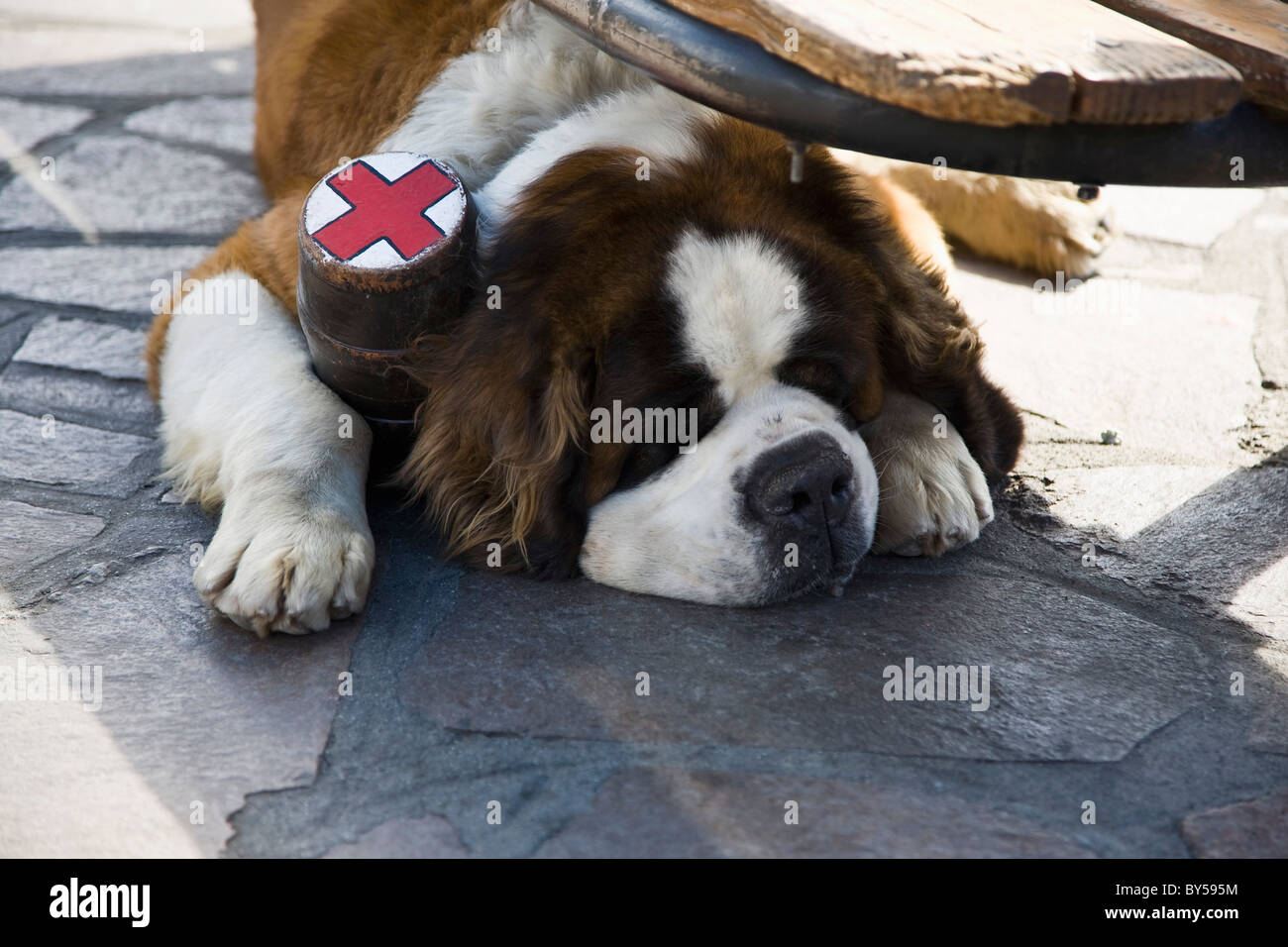 Un san Bernardo cane con un collare di pallone giacente a terra Foto Stock