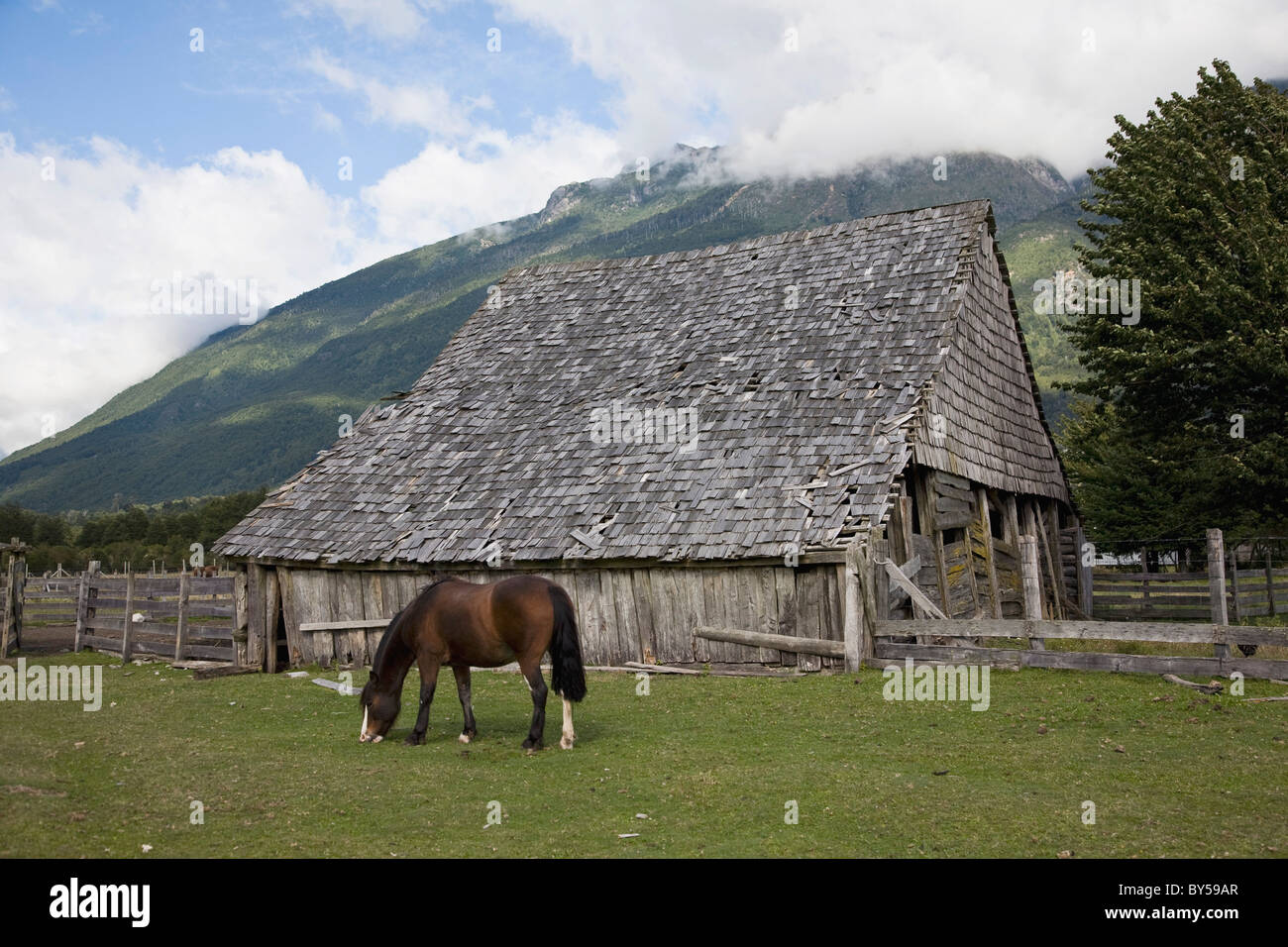 Un cavallo in un campo da un granaio Foto Stock