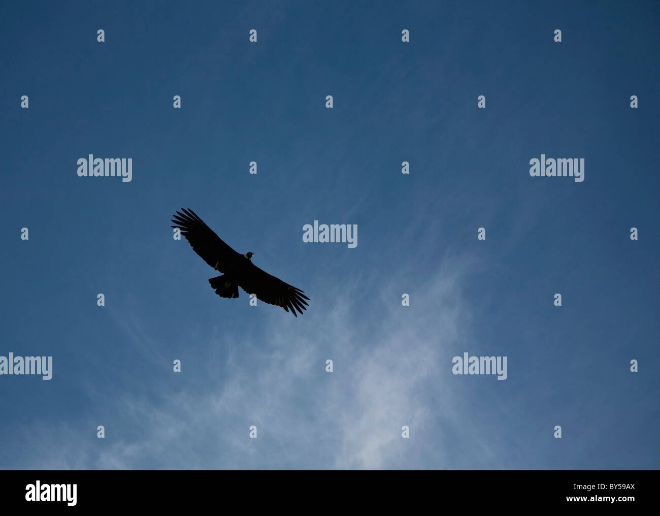 Basso angolo di visione di un flying eagle Foto Stock