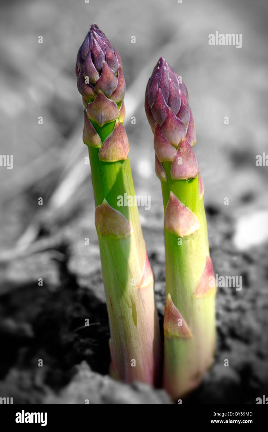 Asparagi freschi spears che cresce in un campo Foto Stock