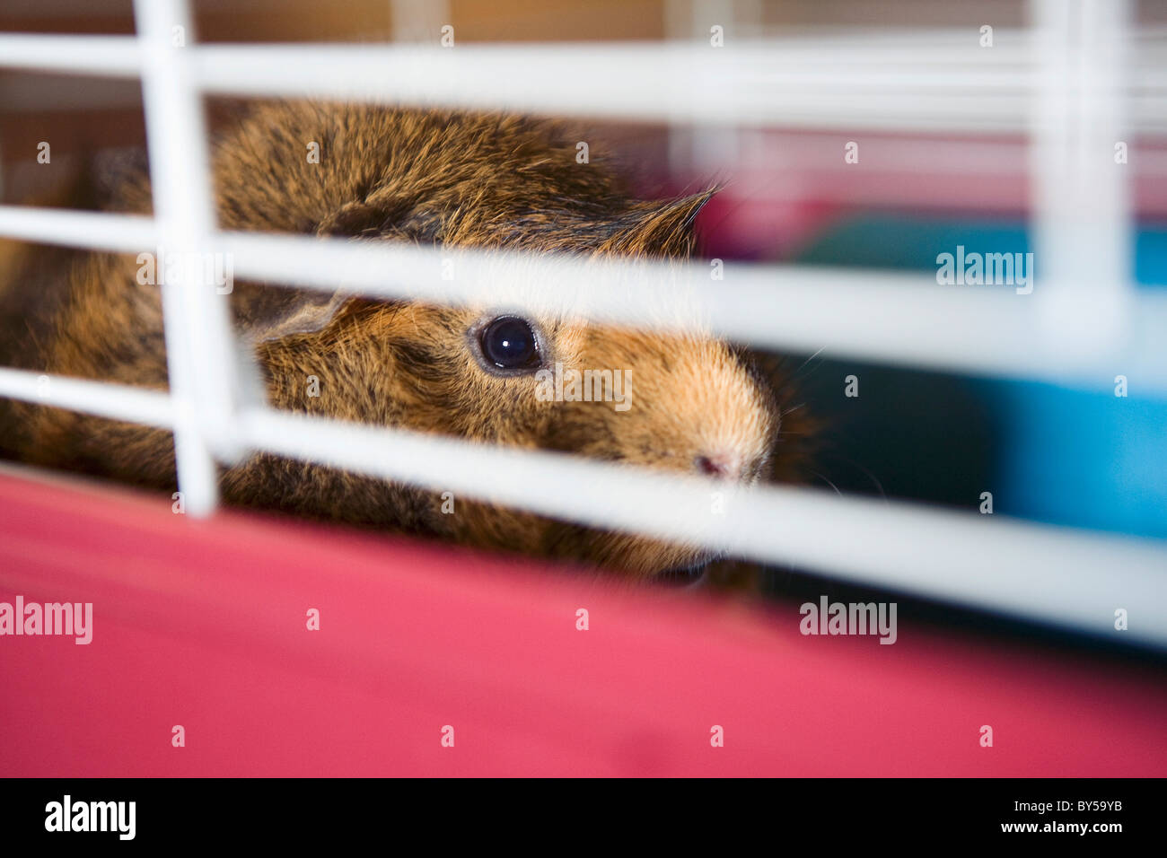 La cavia in gabbia Foto Stock