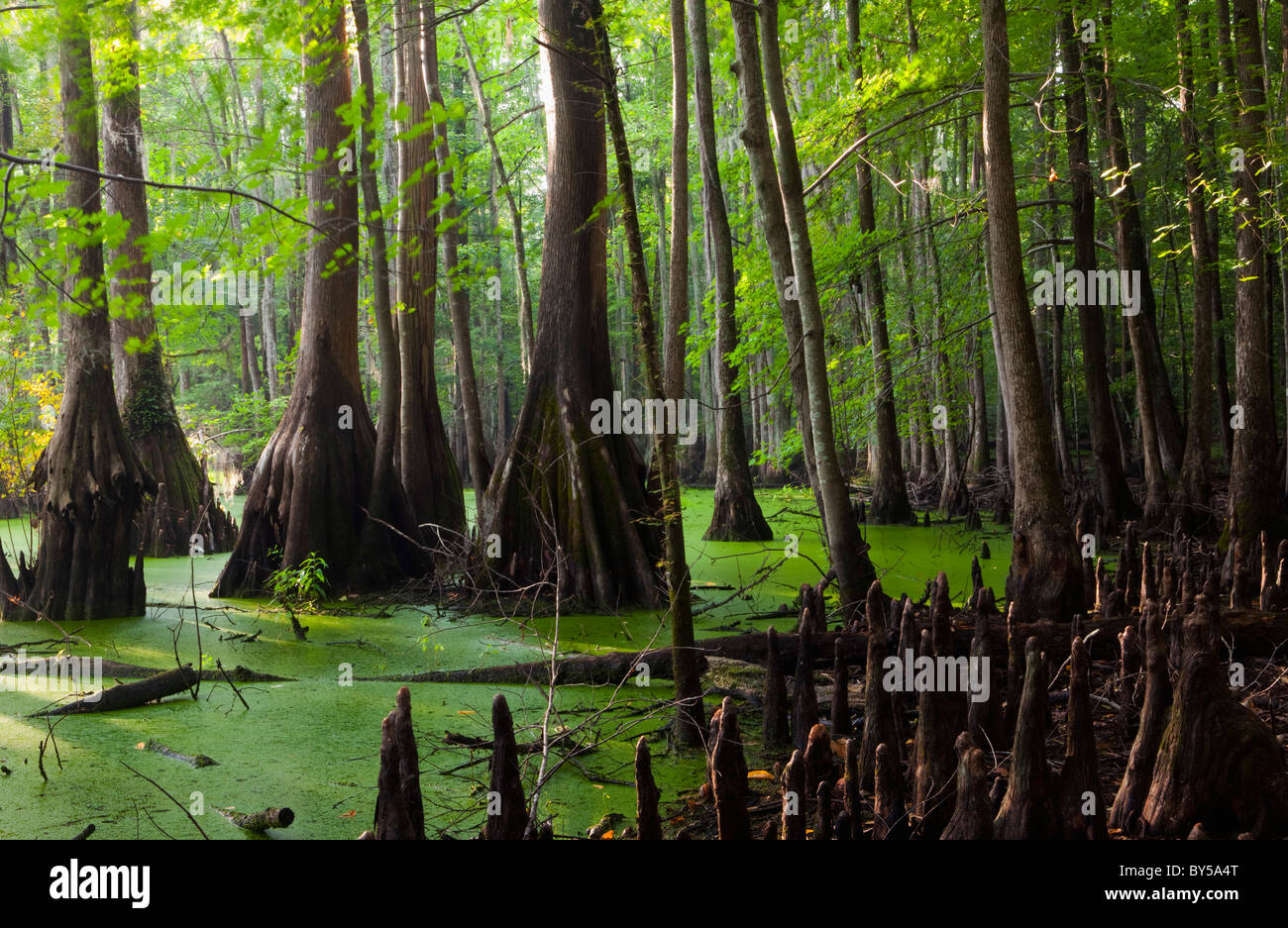 Great Dismal Swamp, Carolina del Nord Foto Stock
