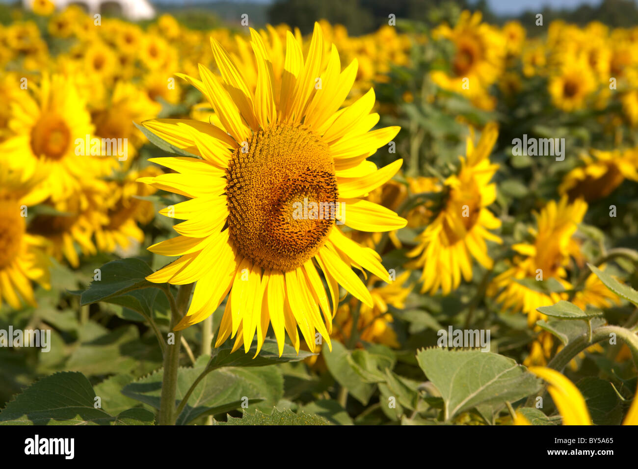Campo di girasole teste di fioritura Foto Stock