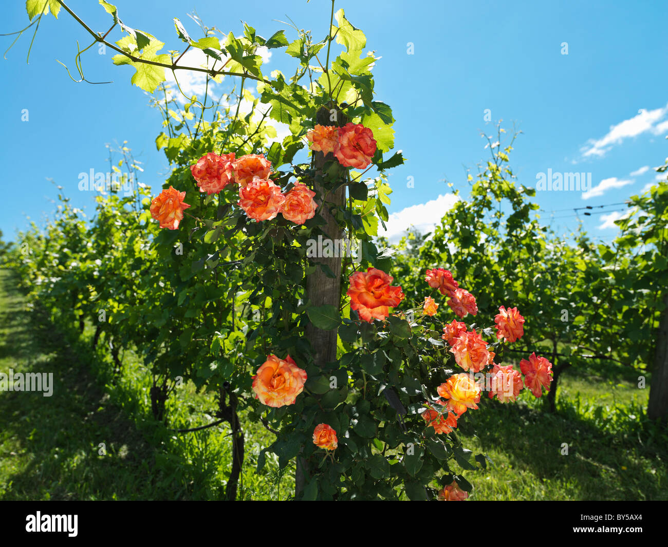 Canada,Ontario,Beamsville, regione del Niagara,vigneti con rose piantate a righe di testa Foto Stock