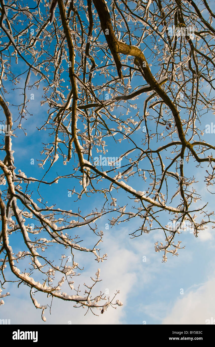 In inverno la neve, Kent, England, Regno Unito Foto Stock