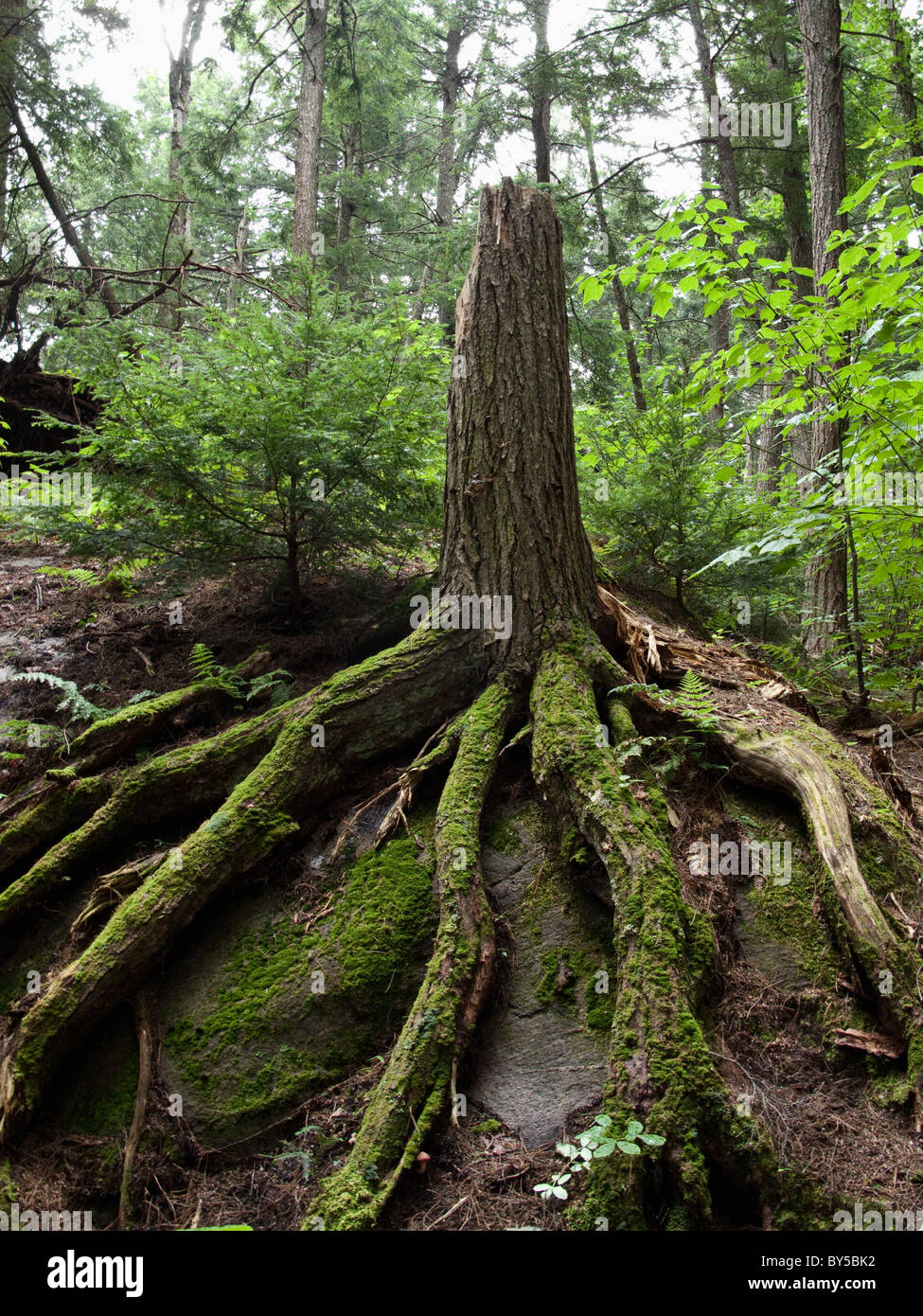 Un albero danneggiato con radici intatte Foto Stock
