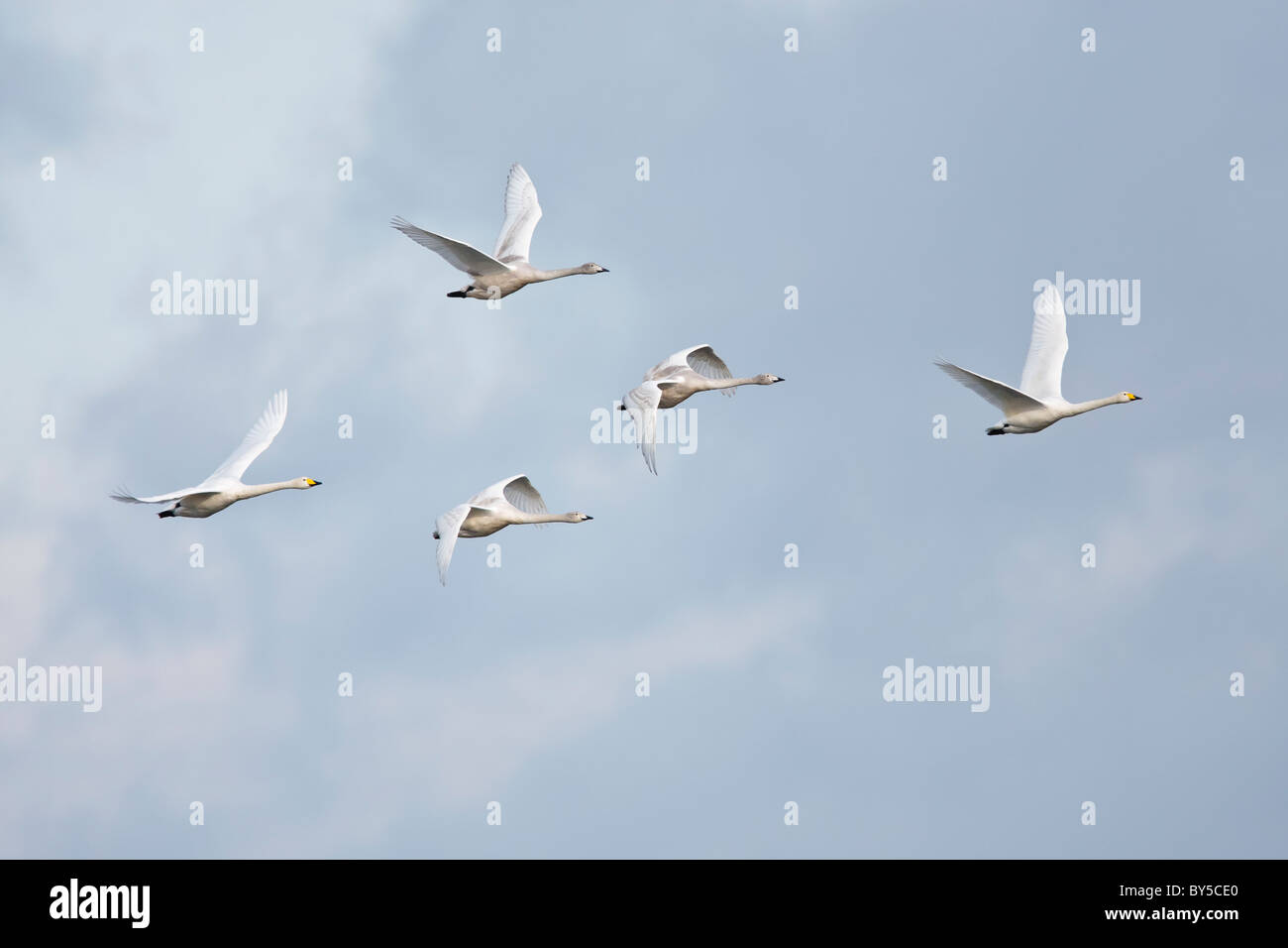 Famiglia di whooper cigni in volo contro un nuvoloso cielo blu Foto Stock