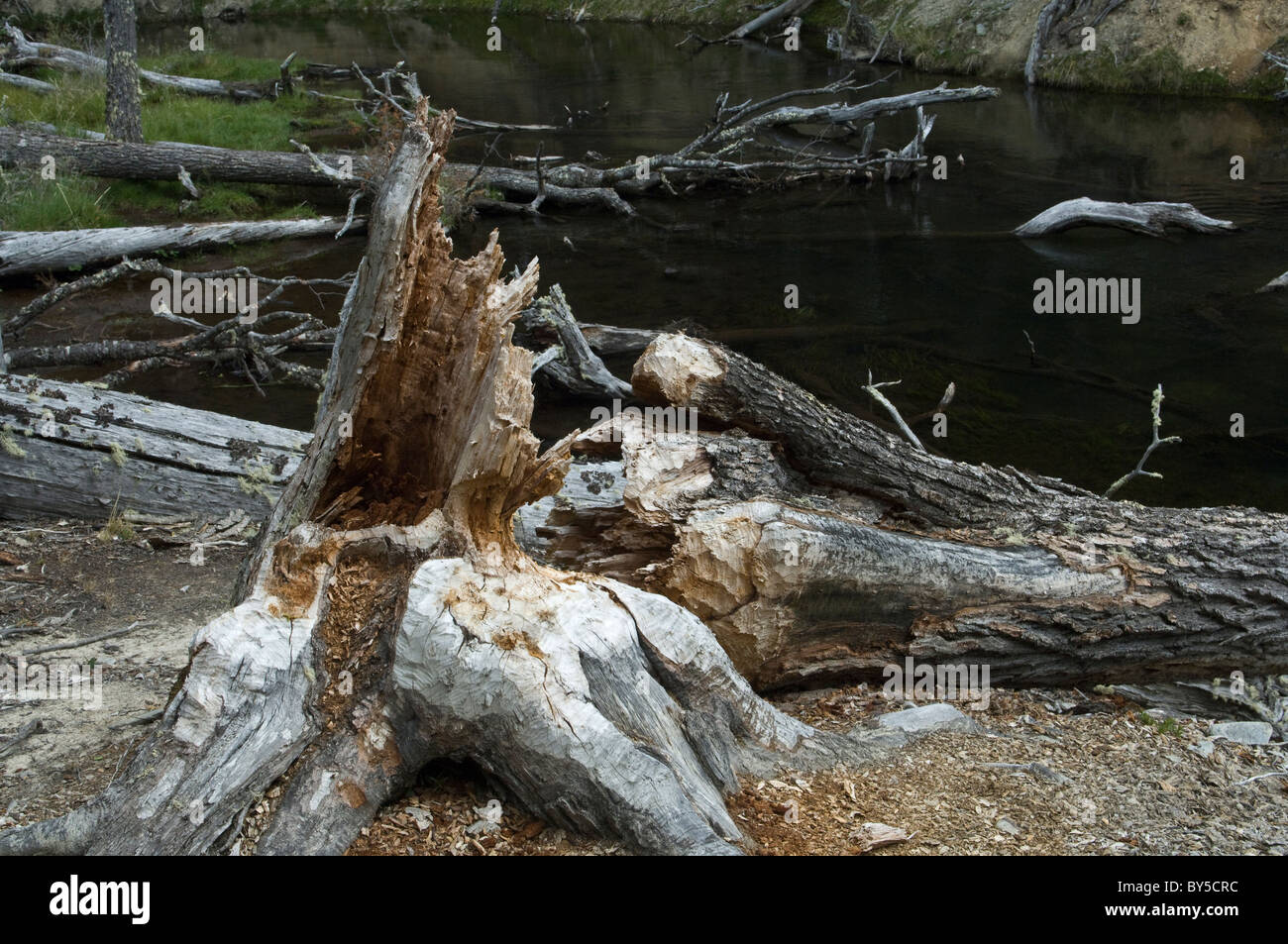 American Beaver (Castor canadensis) specie introdotte, abbattuto Lenga (Nothofagus pumilio) tronco sulle rive del torrente Argentina Foto Stock