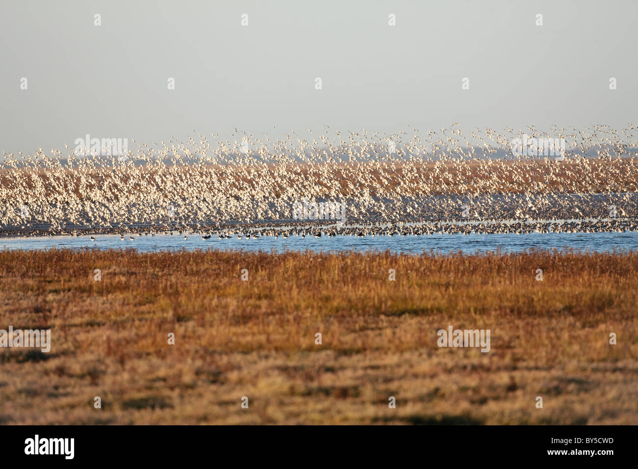 Gregge di nodo sul giro Foto Stock