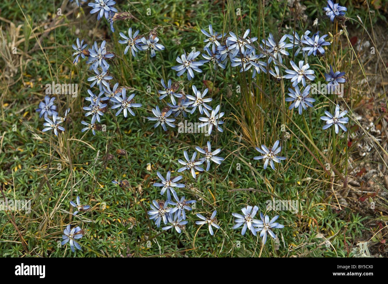 Fueguian Edelweiss (Perezia sp.) fiori shore Laguna Bombilla Lago Fagnano a nord-est di Ushuaia Patagonia Tierra del Fuego Foto Stock