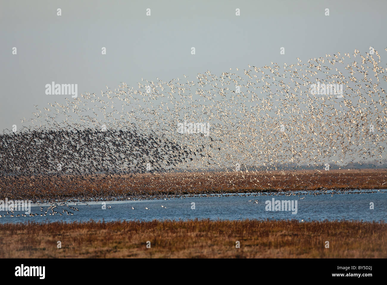 Gregge di nodo sul giro Foto Stock