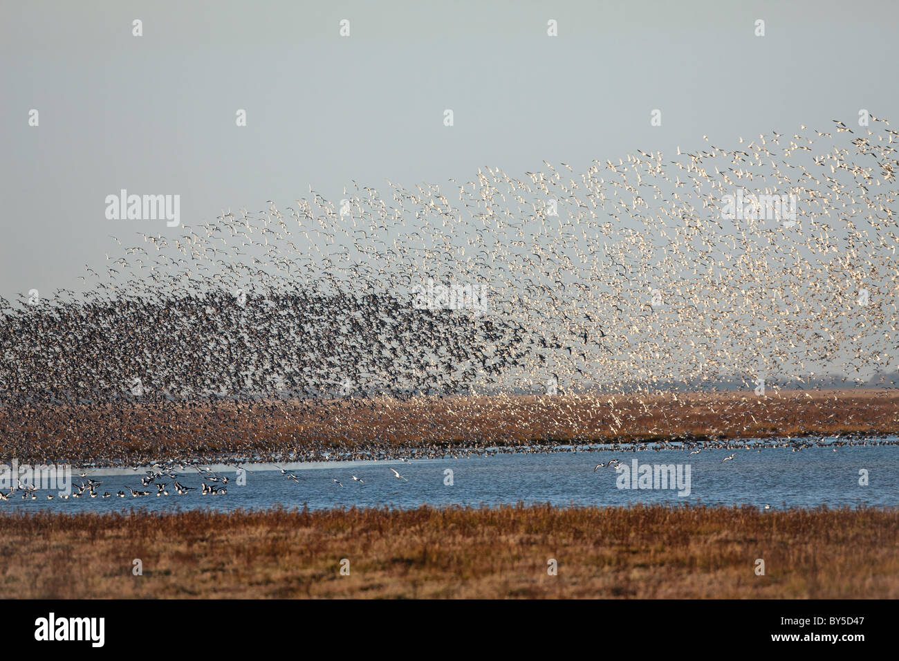 Gregge di nodo sul giro Foto Stock