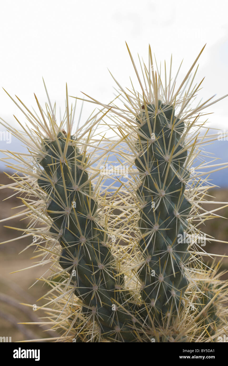 Cholla cactus a Anza-Borrego Desert State Park, della Contea di San Diego, California, Stati Uniti d'America. Foto Stock