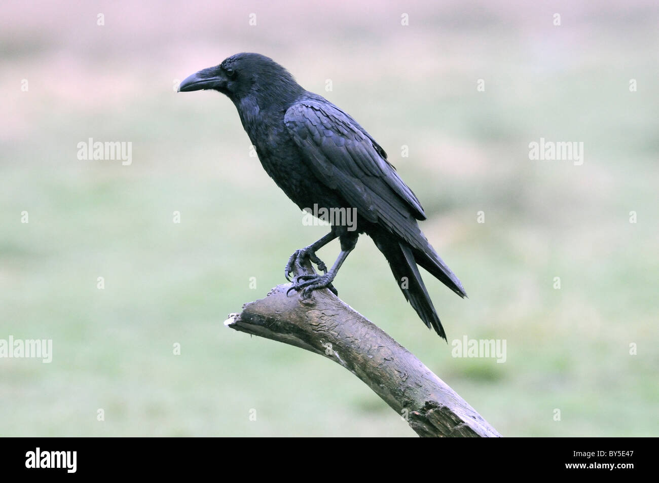 Raven seduto su un ramo Foto Stock