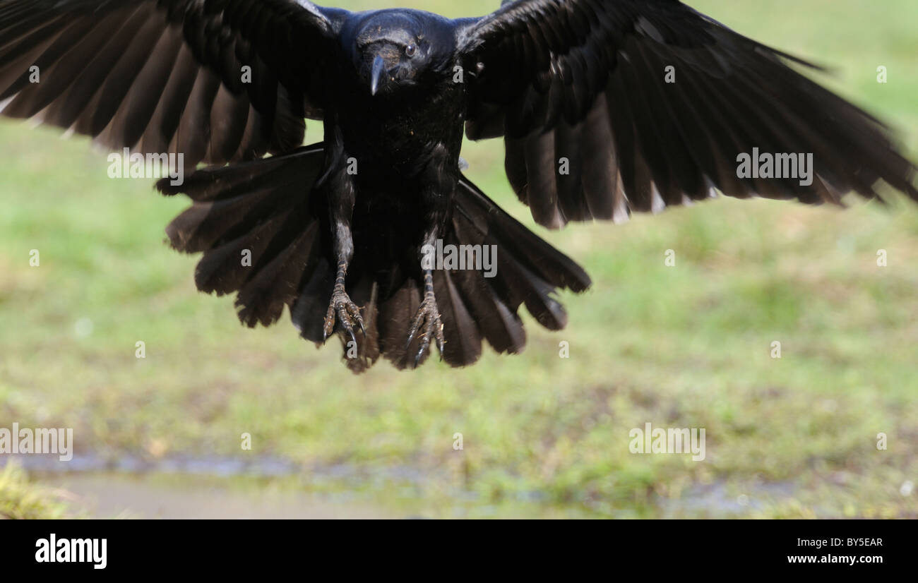 Raven provenienti per lo sbarco Foto Stock