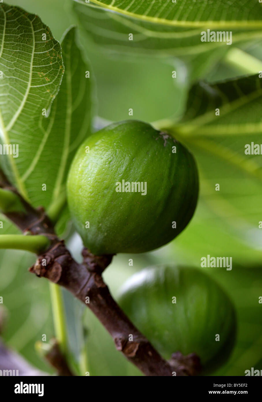 Comune Fig, Ficus carica, Moraceae. Mediterraneo, l'Asia sud-occidentale. Foto Stock