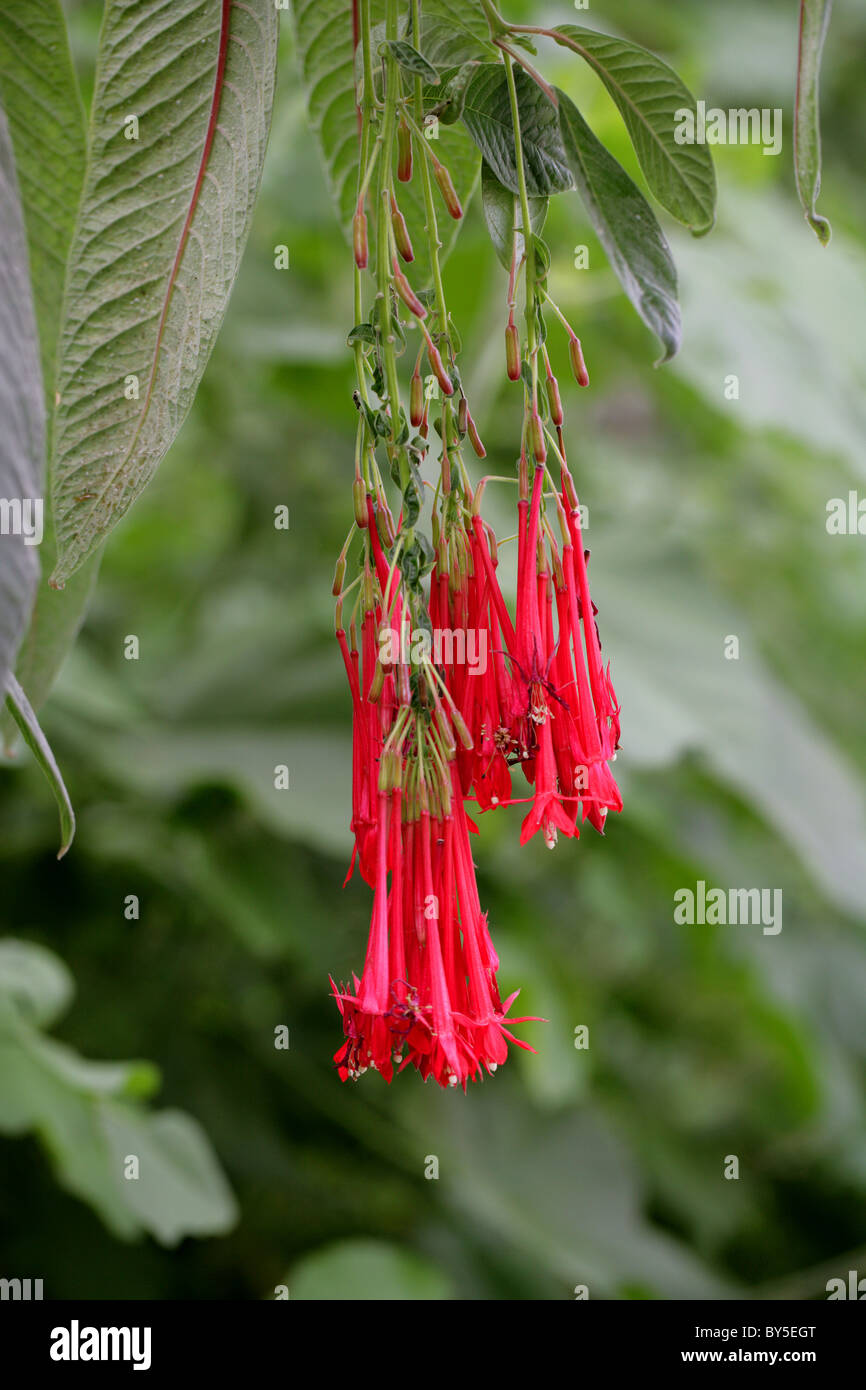 Boliviano, fucsia Fuchsia boliviana, Onagraceae, Perù, Bolivia e Argentina del nord Foto Stock