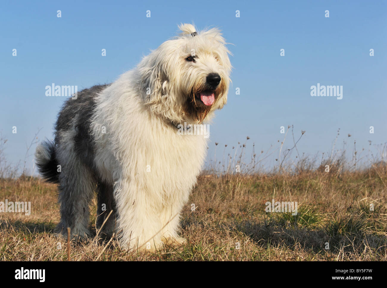 Razza Old English Sheepdog in posizione verticale in un campo Foto Stock
