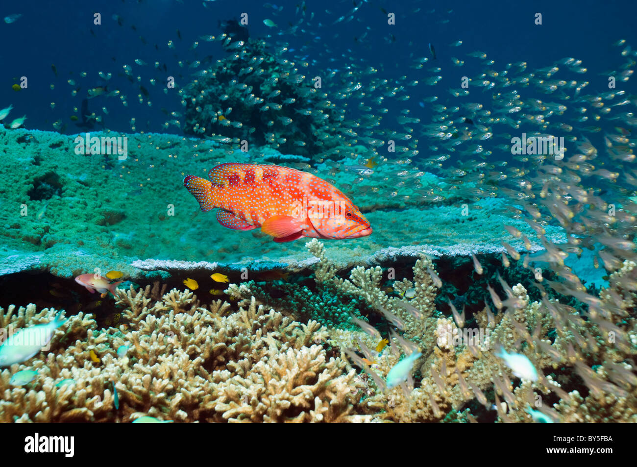 Coral hind (Cephalopholis miniata) sopra il tavolo corallo con le spazzatrici. Mare delle Andamane, Thailandia. Foto Stock