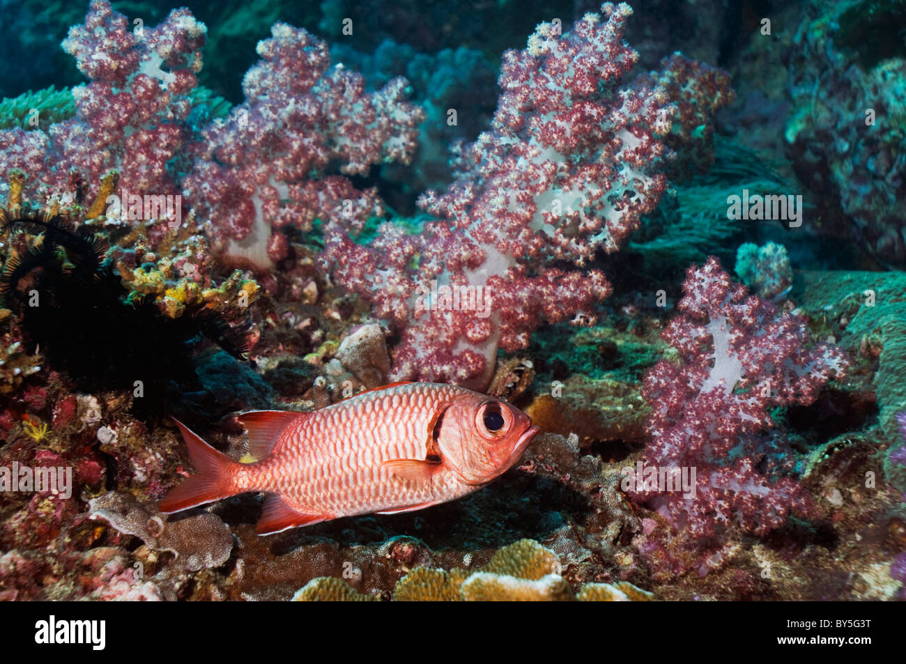 Crimson soldierfish (Myripristis murdjan) con coralli molli. Mare delle Andamane, Thailandia. Foto Stock