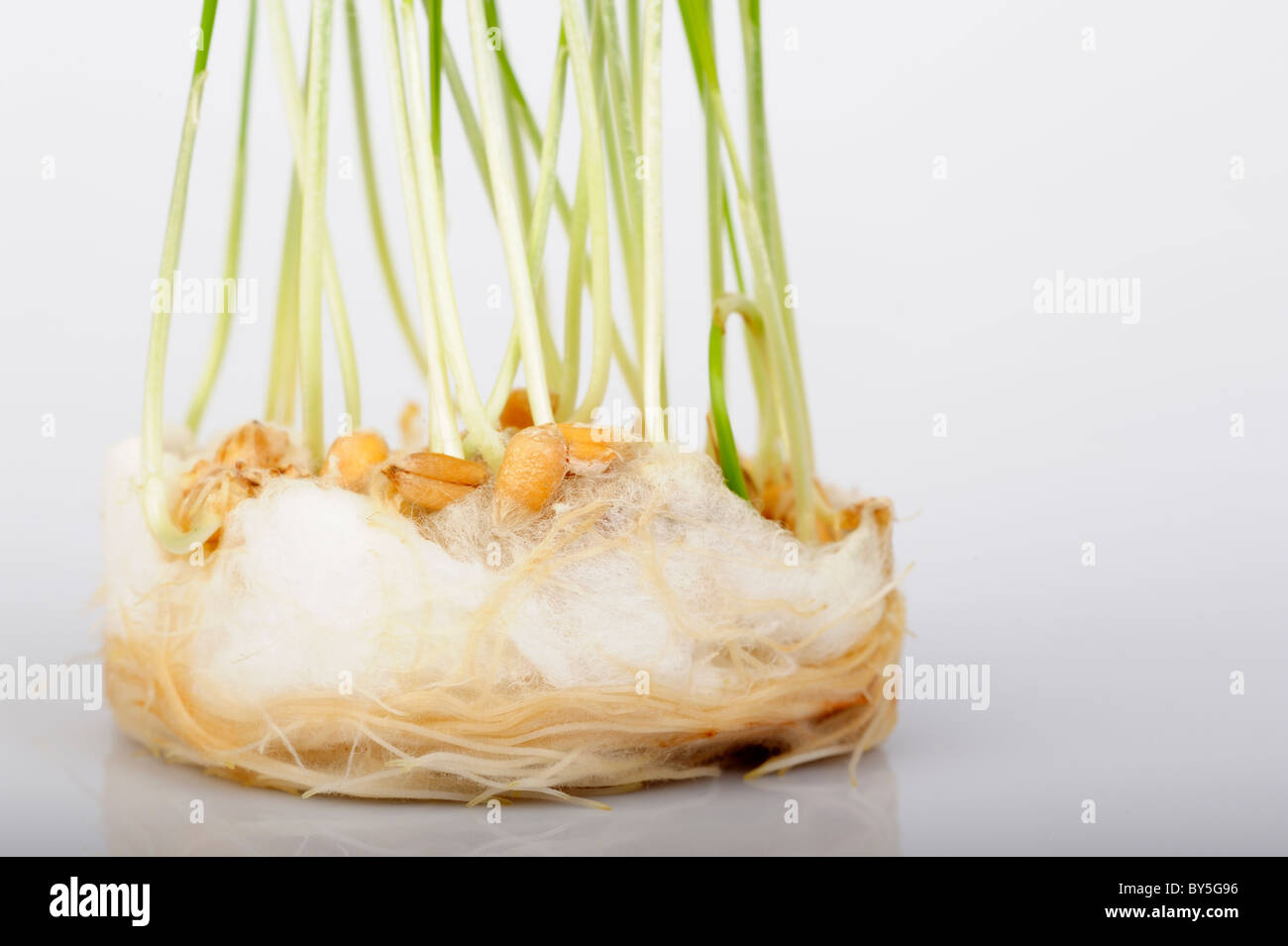 Foto di stock di frumento semi germinare su un letto di lana di cotone. Foto Stock