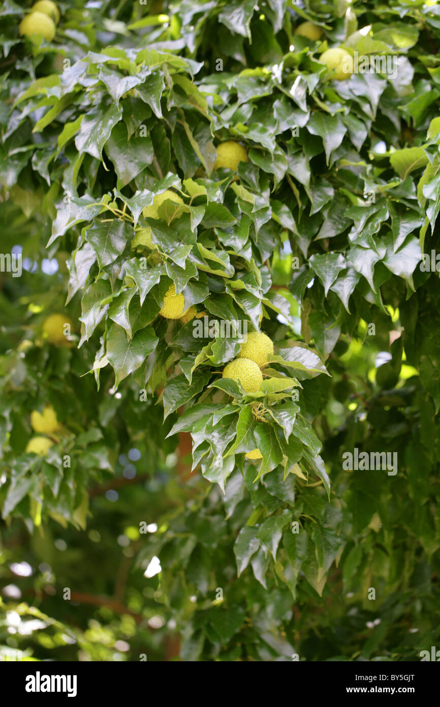 Osage Orange, Osage-arancione, cavallo-apple, Bois d'arco o Bodark, Maclura pomifera, Moraceae, South Central USA, America del Nord. Foto Stock