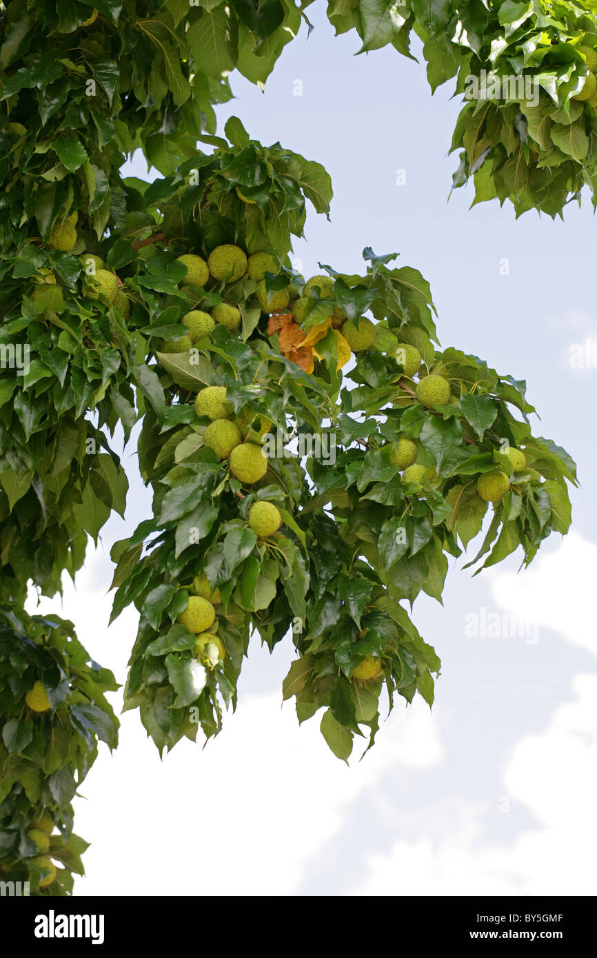 Osage Orange, Osage-arancione, cavallo-apple, Bois d'arco o Bodark, Maclura pomifera, Moraceae, South Central USA, America del Nord. Foto Stock