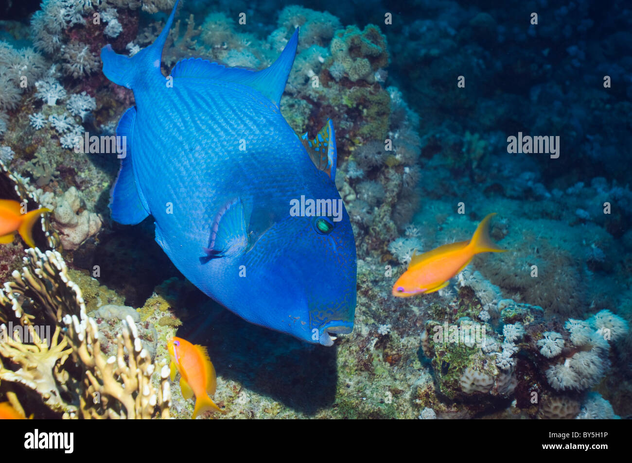 Pesci balestra blu (Pseudobalistes fuscus). Egitto, Mar Rosso. Foto Stock