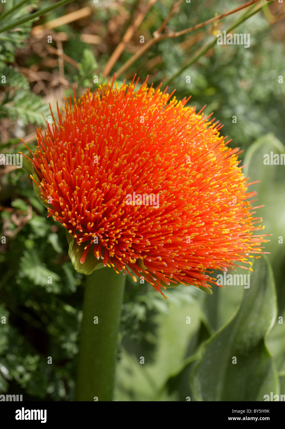 Giglio di sangue, Royal Lily, Snake Lily o pennello Lily, Scadoxus puniceus, Haemanthus puniceus, Amaryllidaceae, Sud Africa. Foto Stock