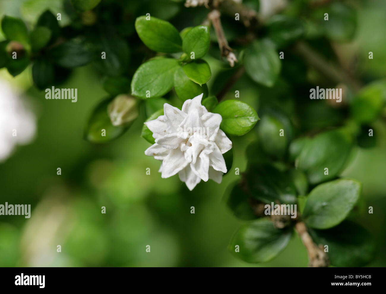 Snowrose, struttura ad albero di un migliaio di stelle o Giapponese, Boxthorn Serissa foetida (Serissa japonica) var. pleniflora, Rubiaceae. Foto Stock
