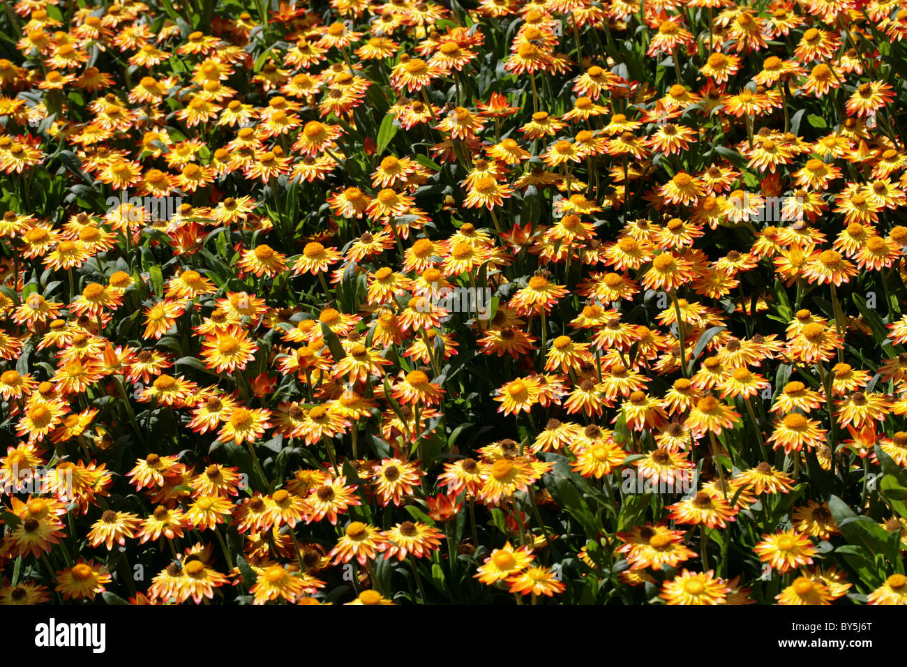 Uvularia o Golden Everlasting Fiore, Xerochrysum bracteatum 'Sundaze fiamma', Asteraceae. syn Helichrysum bracteatum. Foto Stock