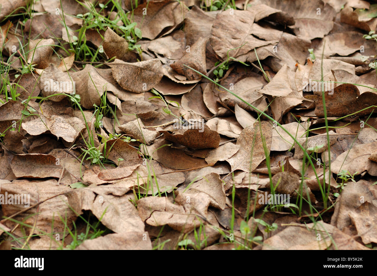 Foglie di colore marrone dello sfondo. La stagione autunnale texture astratta. Foto Stock