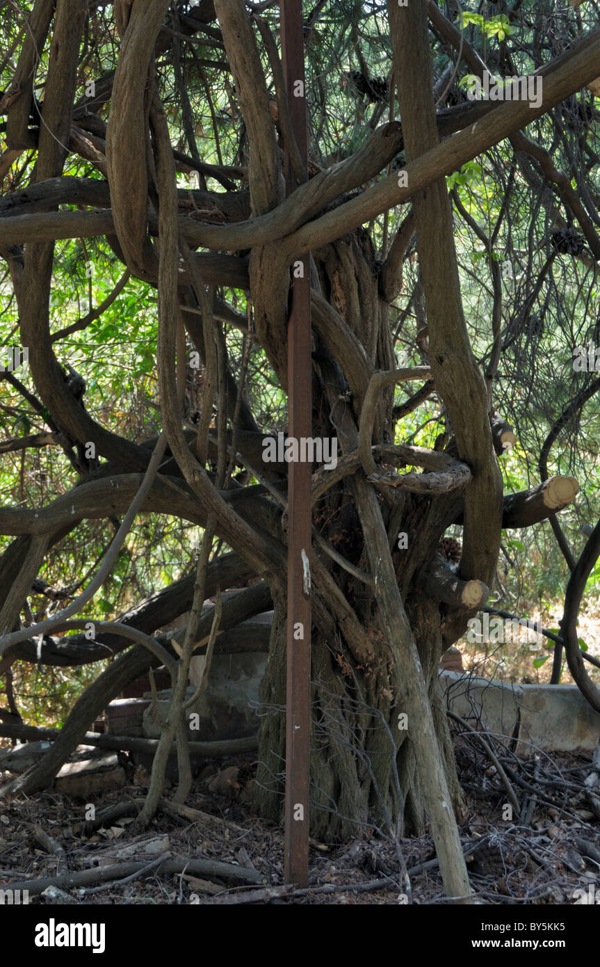 Tangled rami di alberi in giardino abbandonati. Foto Stock