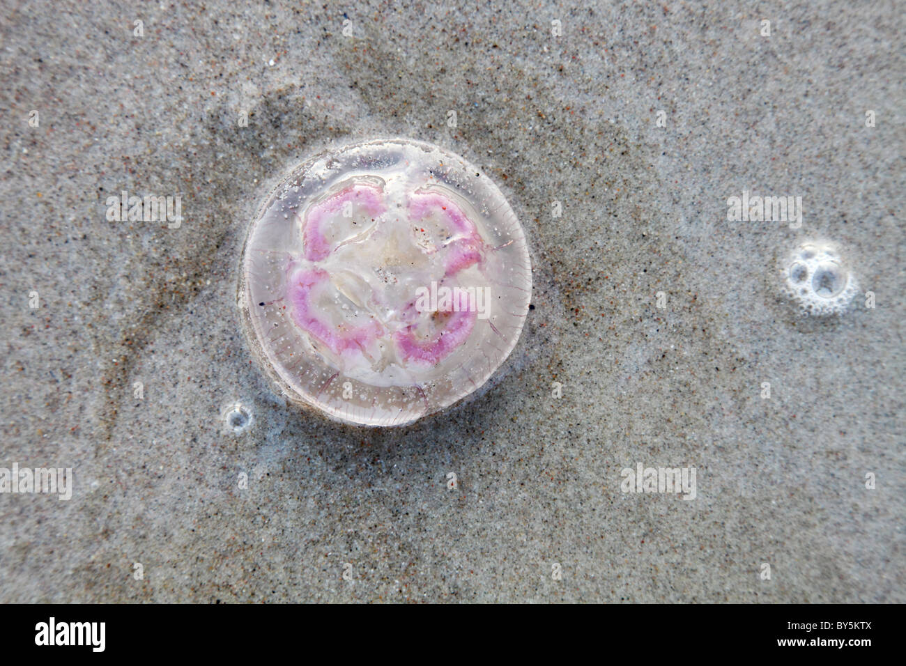 Rosa meduse sulla spiaggia al Mar Baltico Foto Stock