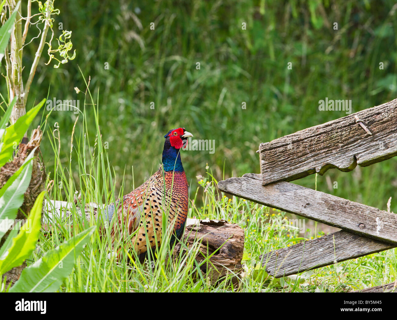 PHEASANT Phasianus colchicus Foto Stock